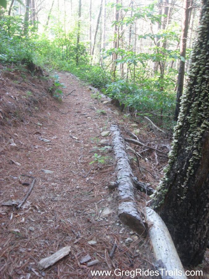 A scenic forest trail lined with pine needles, featuring a dirt path that meanders through lush greenery. A fallen log rests along the side of the trail, while trees and underbrush frame the view, suggesting a tranquil hiking environment. White Twister mountain bike trail.