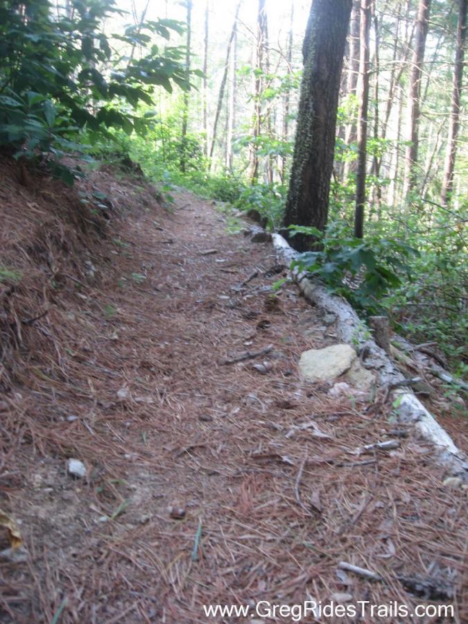 A narrow dirt trail winding through a lush forest, surrounded by trees and dense greenery. Pine needles cover the ground, and small rocks are scattered along the path. A fallen log marks the edge of the trail. Natural light filters through the trees, creating a serene and peaceful atmosphere. White Twister mountain bike trail.