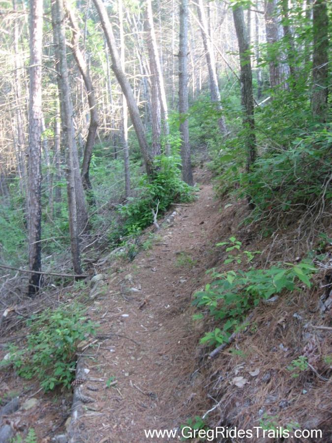 A narrow dirt trail winding through a forest, surrounded by tall trees and lush greenery. The sun filters through the leaves, casting soft light on the path, which is lined with small rocks and pine needles. White Twister mountain bike trail.