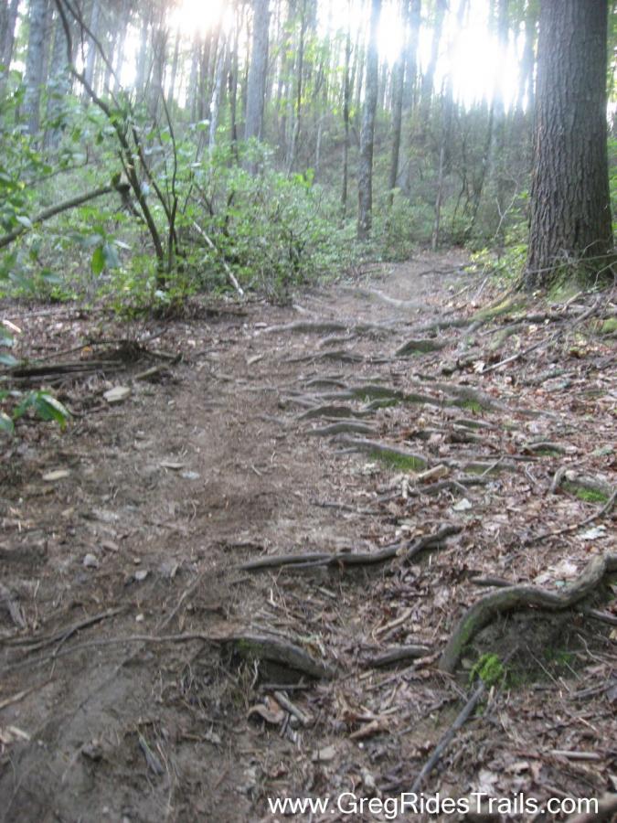 A wooded trail winding through trees, with exposed tree roots and a dirt path. Sunlight filters through the leaves, creating a serene atmosphere. The trail is surrounded by greenery and fallen leaves. White Twister mountain bike trail.