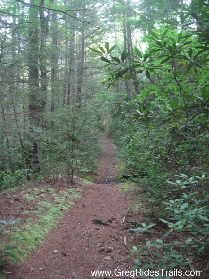 A tranquil forest path meanders through tall trees and lush green vegetation, with a light layer of pine needles covering the ground. The trail appears inviting and serene, surrounded by ferns and shrubs. White Twister mountain bike trail.