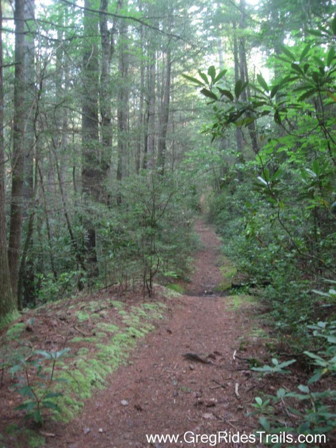 A narrow dirt trail winding through a lush, green forest, surrounded by tall trees and underbrush. Ferns line the sides of the path, giving a tranquil, natural feel to the scene. Soft, dappled light filters through the foliage above, creating a serene atmosphere. White Twister mountain bike trail.