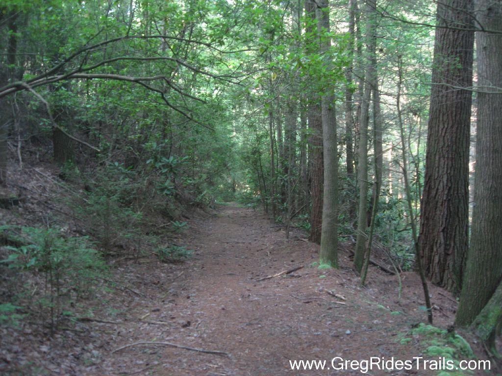 A narrow dirt path winds through a lush green forest, flanked by tall trees and dense foliage. Sunlight filters through the leaves, creating a serene and inviting atmosphere for hikers. The forest floor is covered in a mix of earth and fallen leaves, adding to the natural, rustic feel of the trail. White Twister mountain bike trail.