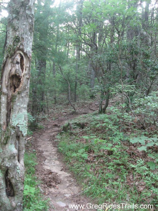 A winding trail through a lush green forest, surrounded by trees and underbrush. Sunlight filters through the foliage, casting soft shadows on the path, which is partially covered with leaves and rocks, indicating a natural hiking route. Winding Stairs to Montgomery Creek Trail mountain bike trail.