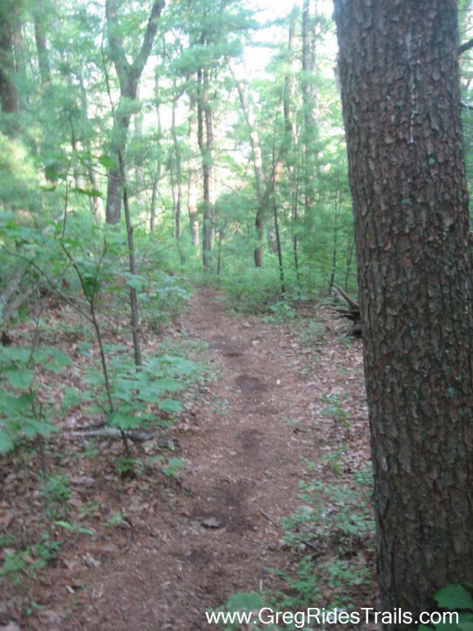 A narrow dirt path winding through a lush green forest, flanked by tall trees and dense vegetation. Sunlight filters through the leaves, creating a natural, serene atmosphere. Winding Stairs to Montgomery Creek Trail mountain bike trail.