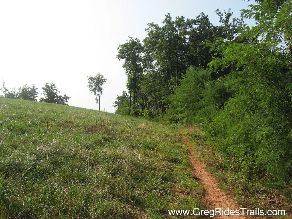 A winding dirt path through lush green grass leads into a dense forest, under a clear sky. The trail is bordered by trees on one side, while an open grassy area extends on the other, creating a serene natural landscape. Jones Creek Ridge Trail mountain bike trail.