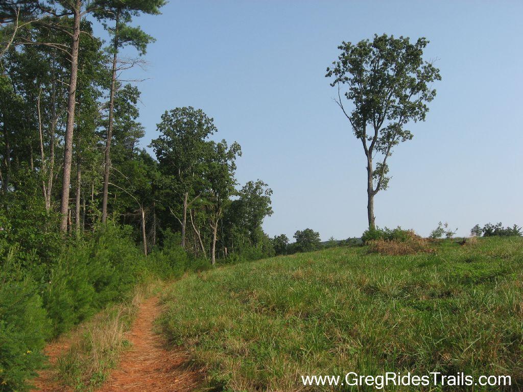 A scenic trail winding through a grassy area bordered by trees under a clear blue sky. A single tall tree stands prominently on the right side, overlooking the landscape. Jones Creek Ridge Trail mountain bike trail.