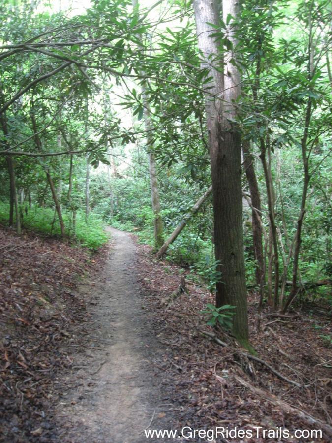 A narrow winding trail through a lush, green forest, flanked by tall trees and dense foliage. The path is dirt, with patches of leaves and underbrush on either side, leading further into the tranquil natural setting. Tsali Thompson Loop mountain bike trail.