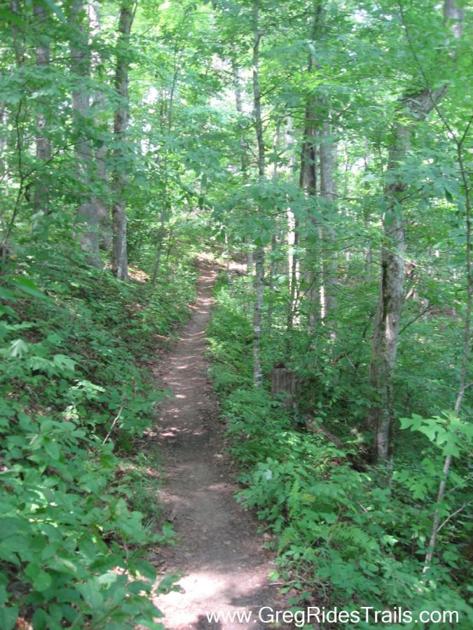 A narrow dirt trail winding through a lush, green forest. Tall trees flank the path, providing ample shade, with vibrant greenery visible on both sides. Sunlight filters through the leaves, illuminating the trail ahead, creating a serene and inviting atmosphere for hiking. Tsali Recreation Area mountain bike trail.