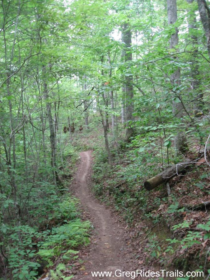 Winding dirt trail through a dense forest, surrounded by tall trees and green foliage. The path is flanked by ferns and leads upward, suggesting a peaceful nature hike. Tsali Recreation Area mountain bike trail.