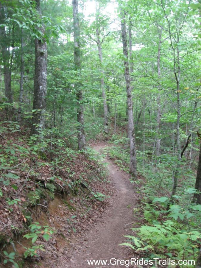 A winding dirt trail surrounded by lush green trees and foliage, leading through a tranquil forest. The path is shaded by the canopy above, with patches of sunlight filtering through the leaves. Tsali Recreation Area mountain bike trail.