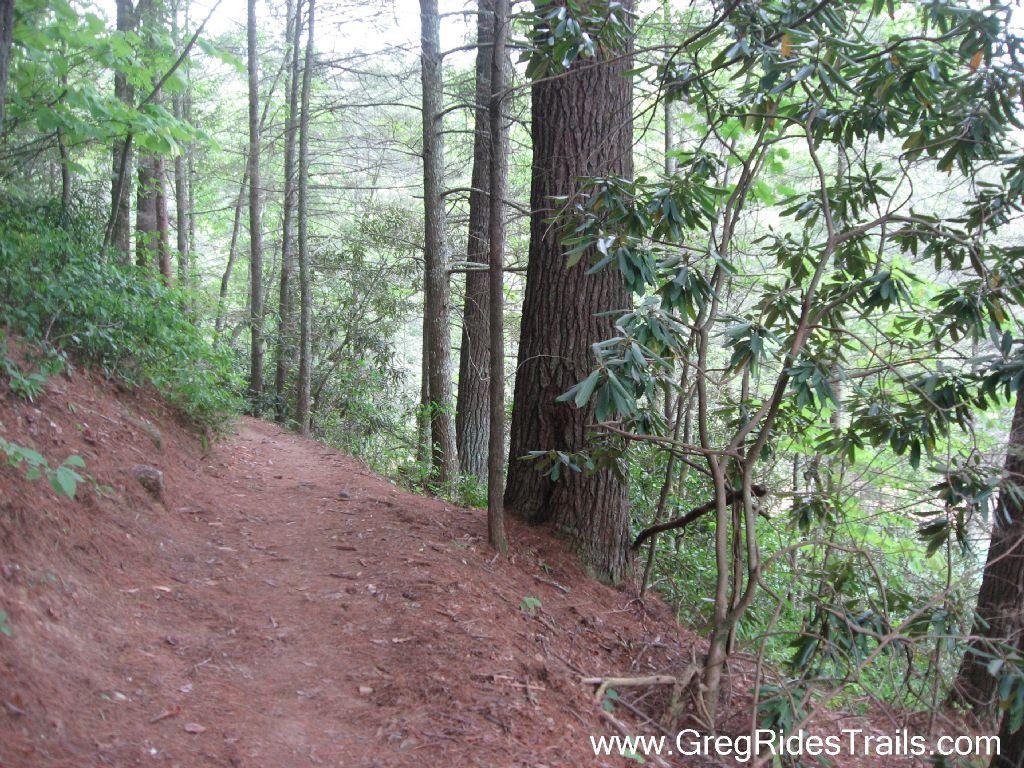 A dirt path winding through a lush green forest, lined with tall trees and dense underbrush. Sunlight filters through the foliage, creating a serene and inviting atmosphere for hiking or walking. Tsali Recreation Area mountain bike trail.
