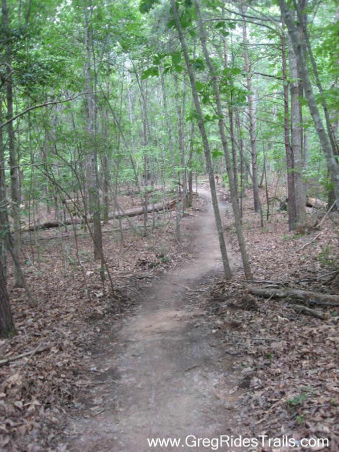 A narrow dirt path winding through a dense forest, surrounded by tall trees and lush green foliage. The ground is covered with fallen leaves and branches, creating a natural, unpaved trail. White Tail mountain bike trail.