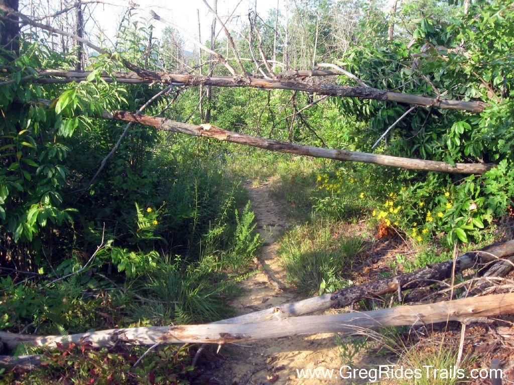 A narrow hiking trail hidden among dense greenery, with fallen tree branches crossing the path, suggesting a natural barrier or obstacle in a forested area. Bright yellow wildflowers are visible amidst the foliage, adding a touch of color to the scene. White Twister mountain bike trail.