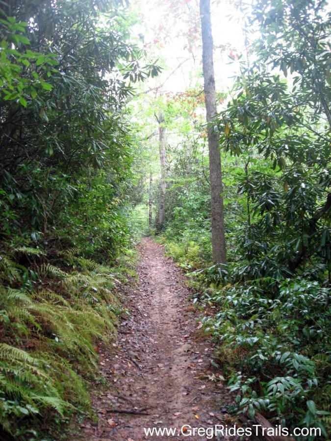 A narrow dirt trail winding through a lush green forest, flanked by trees and ferns. The path leads into the distance, surrounded by dense foliage under soft, diffused lighting. Tsali Recreation Area mountain bike trail.