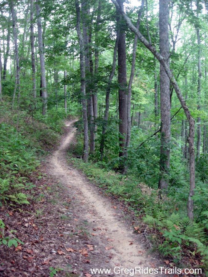 A winding dirt trail surrounded by lush green trees and foliage, leading through a tranquil forest setting. The path is lightly worn, bordered by patches of grass and small plants, inviting outdoor exploration and adventure. Tsali Recreation Area mountain bike trail.