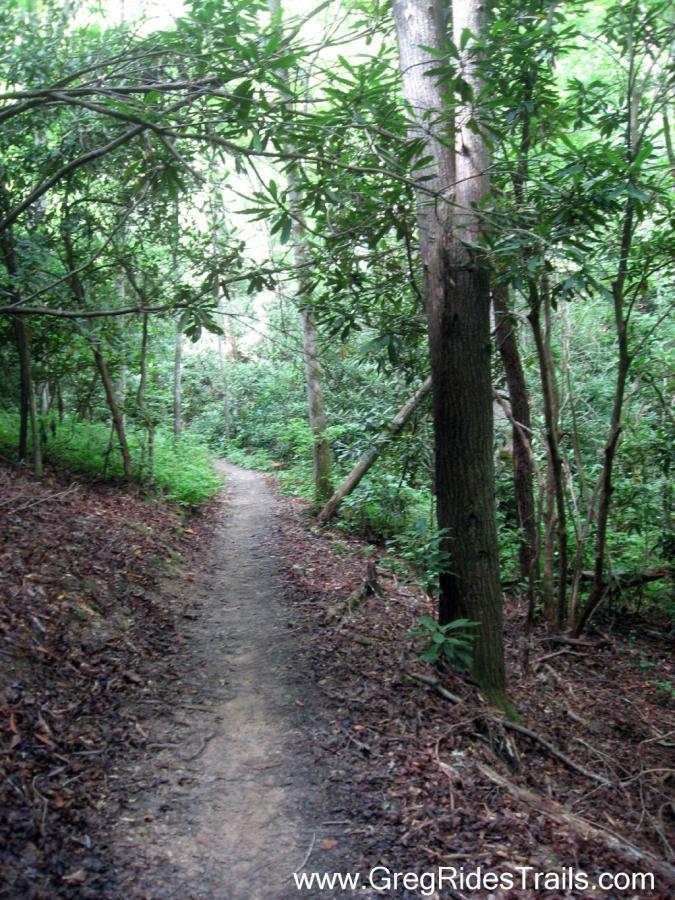 A narrow dirt path winding through a lush green forest, bordered by tall trees and dense foliage. Sunlight filters through the leaves, creating a serene and inviting atmosphere for walking or hiking. Tsali Recreation Area mountain bike trail.