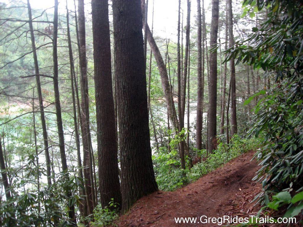 A serene forest path lined with tall trees, leading to a river in the background. The scene features lush greenery and earthy brown soil along the trail, creating a tranquil natural setting. Tsali Recreation Area mountain bike trail.