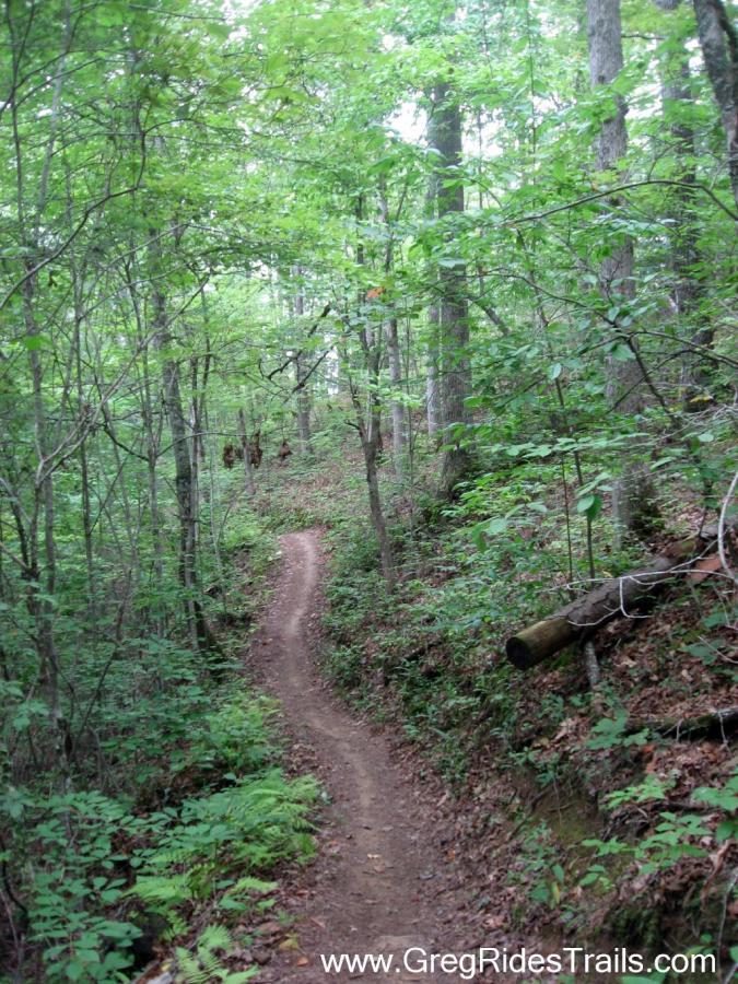 A narrow winding trail meanders through a lush green forest, with tall trees and dense foliage on either side. The path is surrounded by ferns and fallen leaves, creating a serene and inviting atmosphere perfect for hiking or biking. Tsali Recreation Area mountain bike trail.