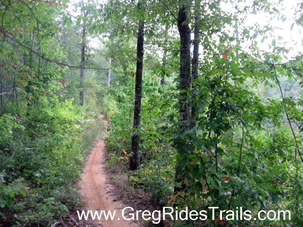 A narrow dirt trail winding through a lush forest, flanked by green foliage and trees. The scene is tranquil, with dappled sunlight filtering through the leaves, suggesting a peaceful outdoor setting perfect for hiking or biking. Tsali Recreation Area mountain bike trail.