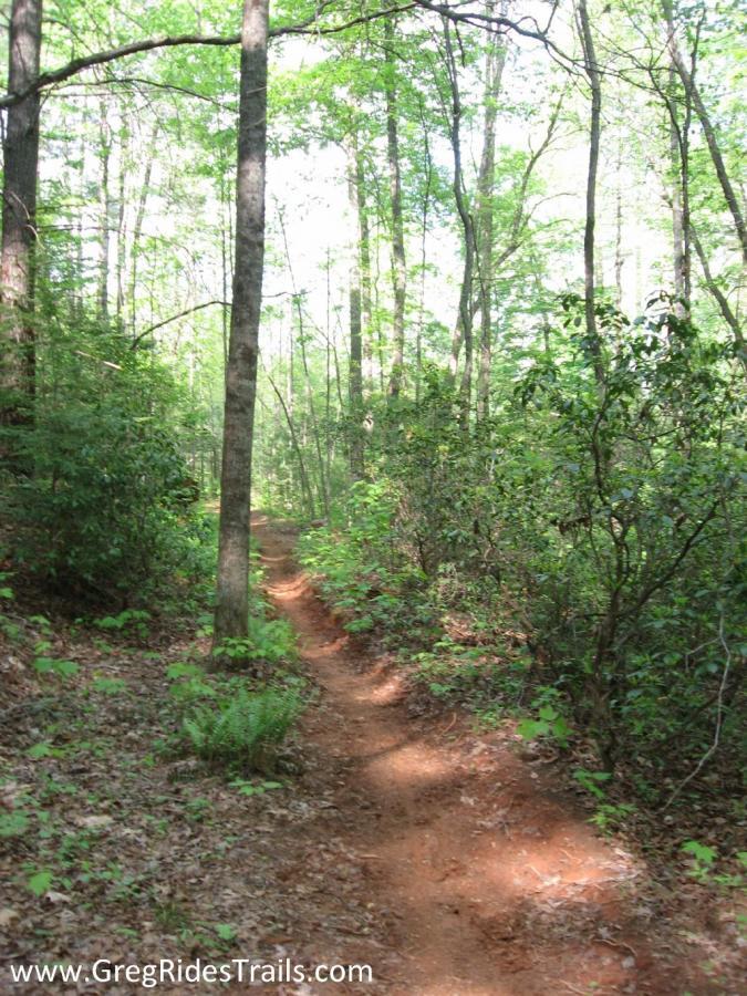 A sunlit dirt trail winding through a lush green forest, flanked by tall trees and dense vegetation, creating a serene and inviting atmosphere for hiking or exploring nature. Jake to Bull Mountain Connecter mountain bike trail.