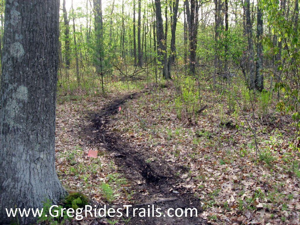 A winding dirt trail cuts through a lush forest, surrounded by trees and green underbrush. Small flags mark the path, and fallen leaves cover the ground. The scene is bright and captures the natural beauty of the wooded area. Snodgrass mountain bike trail.