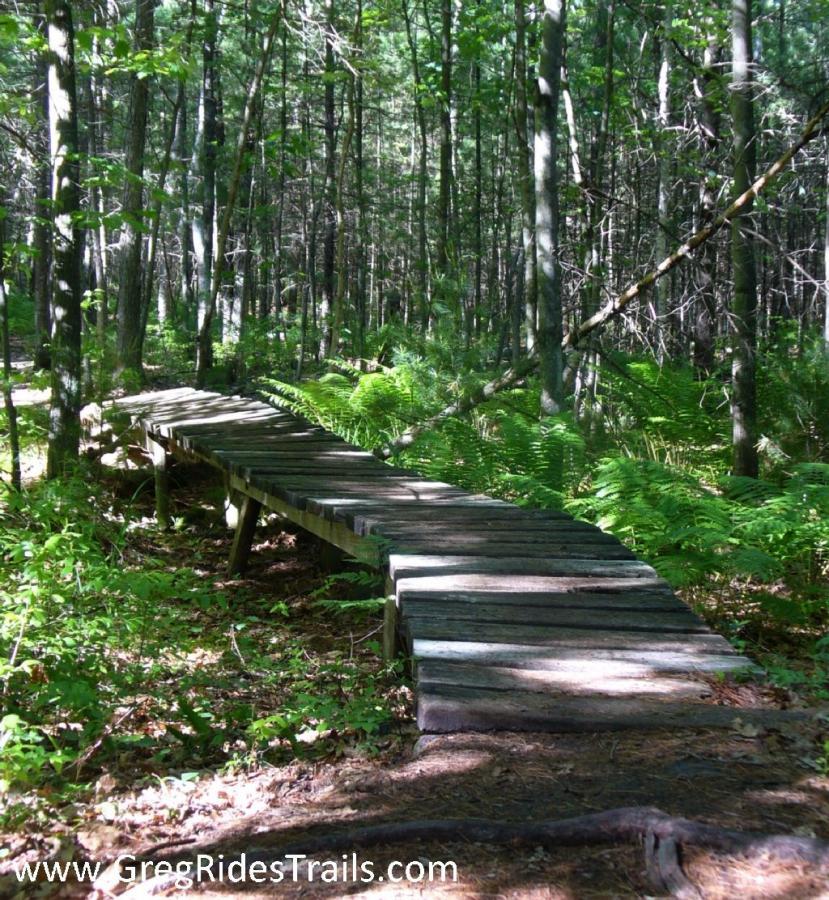 A wooden boardwalk winding through a lush green forest, surrounded by ferns and tall trees, under dappled sunlight. Swamp Cut mountain bike trail.