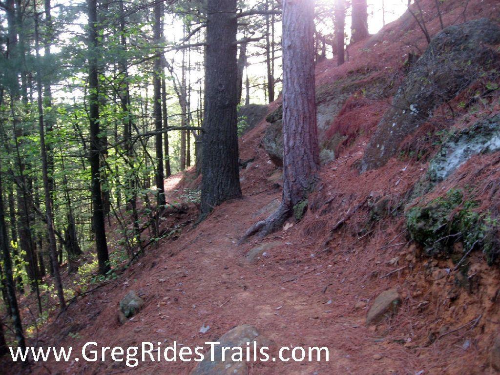 A narrow dirt trail winding through a dense forest of tall trees, with a carpet of pine needles and rocks along the path. Gentle sunlight filters through the canopy, illuminating parts of the trail. Levis Mounds mountain bike trail.