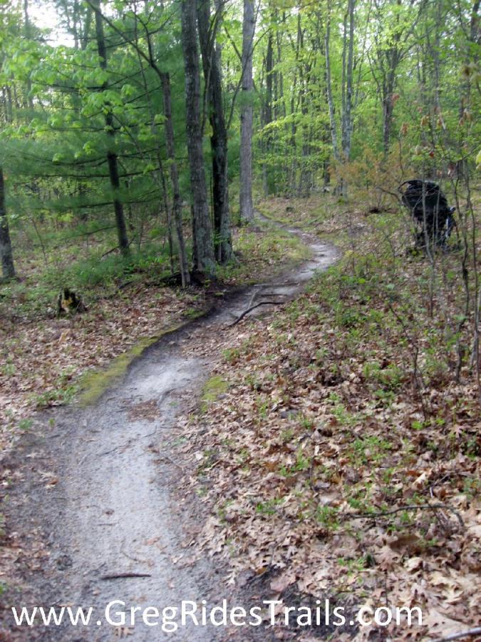 A winding dirt trail through a lush forest, surrounded by green trees and scattered autumn leaves on the ground. The path is narrow and slightly muddy, suggesting recent rainfall, with a few exposed roots.  Levis Mounds mountain bike trail.