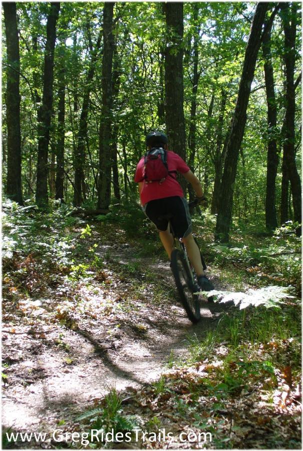 A person biking on a winding dirt trail surrounded by trees, enjoying a sunny day in a forested area. The biker is wearing a helmet and a backpack, and the path is lined with greenery and fallen leaves. Levis Mounds mountain bike trail.