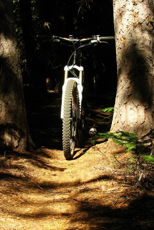 A mountain bike positioned on a narrow dirt trail between two trees, with sunlight filtering through the forest canopy, creating a contrast of light and shadow on the ground covered with pine needles. Swede Ridge Loop mountain bike trail.