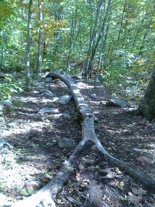 A winding, fallen tree trunk in a lush forest setting, surrounded by green foliage and rocks on the forest floor. Sunlight filters through the leaves, casting dappled shadows on the ground. Vietnam Trails mountain bike trail.