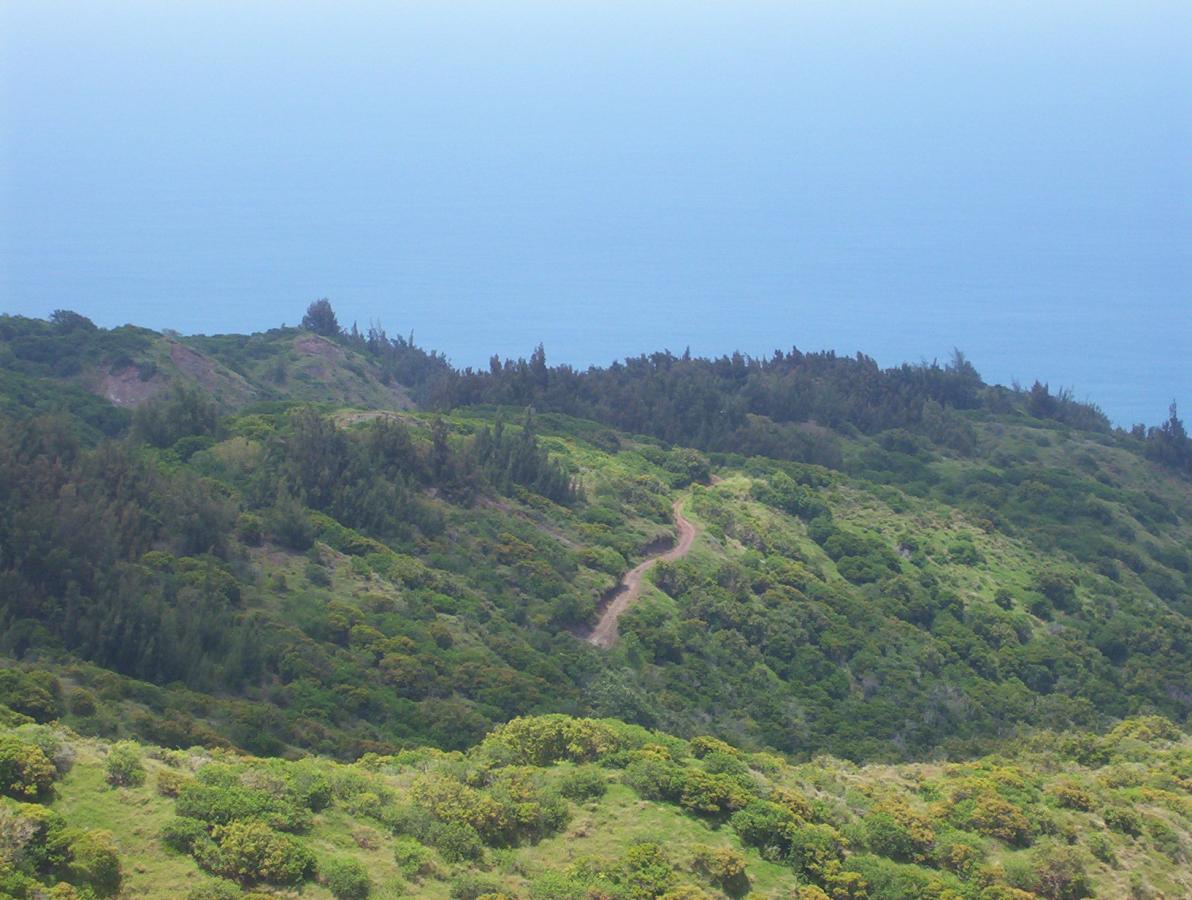 A scenic view of lush green hills leading down to a bright blue ocean, with a winding dirt path visible through the vegetation. The landscape features a mix of trees and shrubs, under a clear sky. Peacock Flats mountain bike trail.
