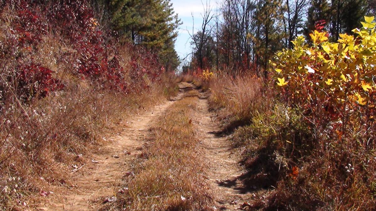 A dirt path meanders through a forested area, flanked by colorful foliage. The scene features vibrant autumn leaves in shades of red and yellow alongside tall grasses. Sunlight filters through the trees, illuminating the tranquil, natural landscape. Jasus Creek mountain bike trail.