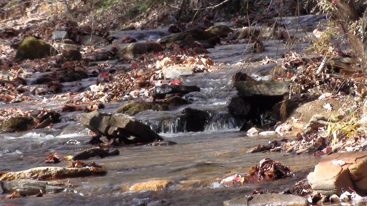A serene stream flowing over smooth stones, surrounded by fallen leaves and autumn foliage. Soft water cascades over small rocks, creating gentle ripples in the clear water under a dappled sunlight. Jasus Creek mountain bike trail.