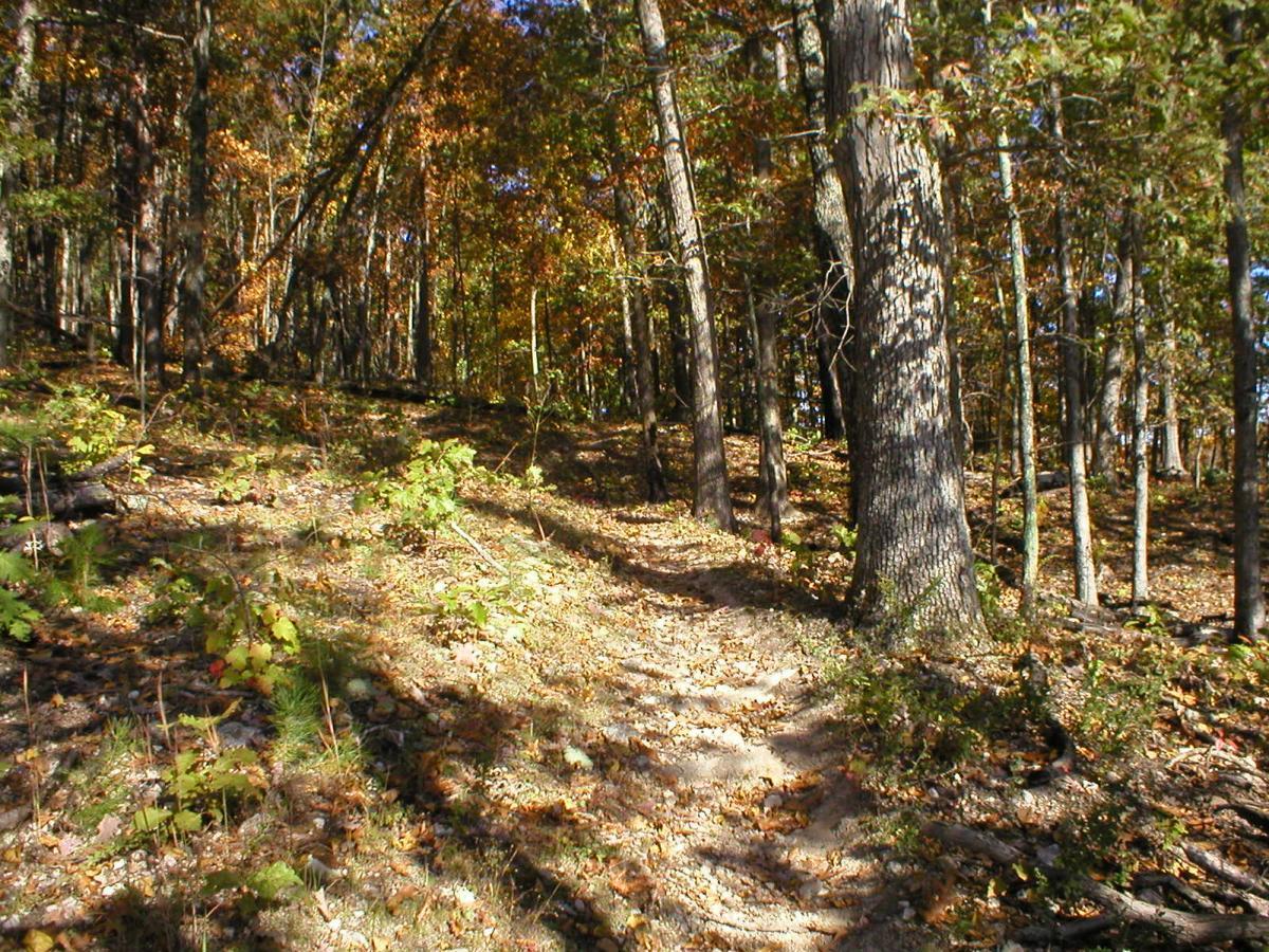 A winding dirt path through a forest during autumn, surrounded by trees with colorful leaves in shades of orange, yellow, and green. The ground is covered in fallen leaves and small plants, with sunlight filtering through the branches, creating dappled shadows on the trail. Council Bluffs Trail mountain bike trail.