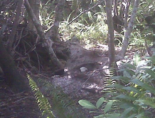 A dense forest scene featuring a fallen tree trunk partially covered in leaves and surrounded by various plants and shrubs. Sunlight filters through the trees, creating dappled light on the forest floor. West Delray Regional Park mountain bike trail.