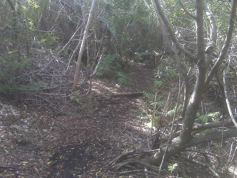 A narrow, overgrown path in a dense forest, surrounded by shrubs and trees. Sunlight filters through the foliage, illuminating the ground covered with fallen leaves and twigs. West Delray Regional Park mountain bike trail.