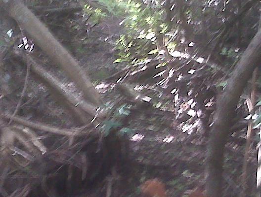 A blurred image of a dense forest scene, featuring tangled branches and foliage, with dappled sunlight filtering through the trees. The ground is partially obscured by undergrowth, creating a sense of depth in a natural setting. West Delray Regional Park mountain bike trail.