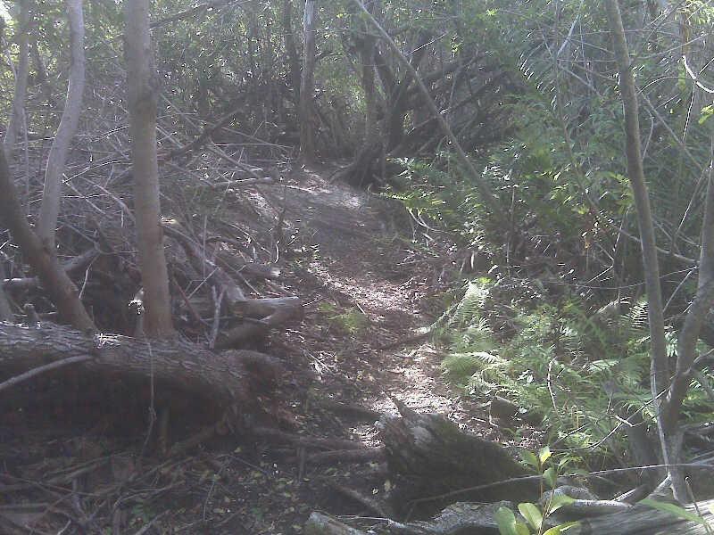A narrow, winding pathway through a dense, wooded area, surrounded by fallen branches and lush green foliage. The sunlight filters through the trees, partially illuminating the trail. West Delray Regional Park mountain bike trail.