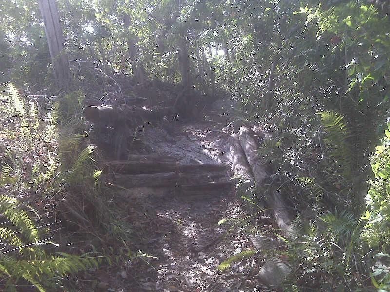 A narrow dirt path winding through a dense forest, lined with greenery and ferns. Fallen logs and natural debris are visible along the sides of the trail, which is surrounded by tall trees and thick undergrowth. West Delray Regional Park mountain bike trail.