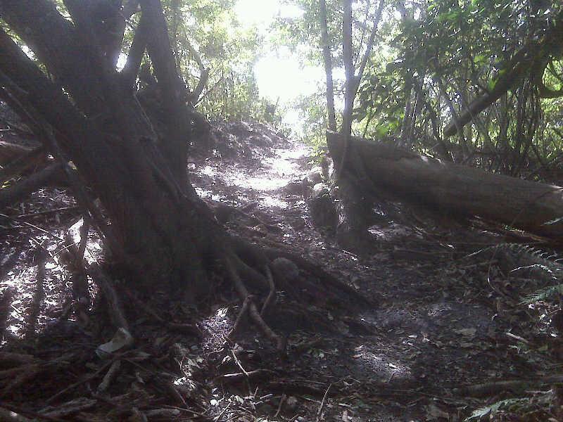 A narrow, winding dirt path cuts through a dense forest, flanked by large tree roots and fallen logs. Sunlight filters through the leaves above, illuminating the trail and creating dappled shadows on the ground. The lush greenery surrounding the path includes various types of plants, adding to the natural, tranquil atmosphere. West Delray Regional Park mountain bike trail.
