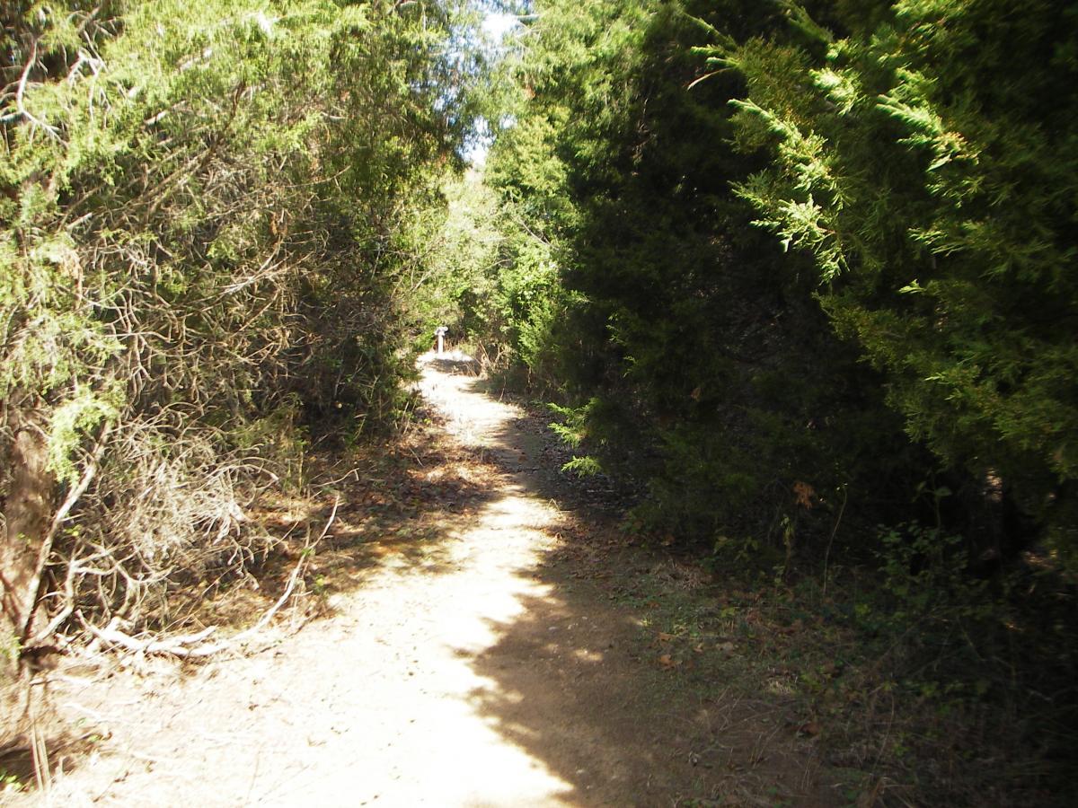 A narrow dirt path winding through lush greenery, flanked by dense bushes and trees. Sunlight filters through the foliage, illuminating the trail that leads into the distance. Falling Creek Park mountain bike trail.