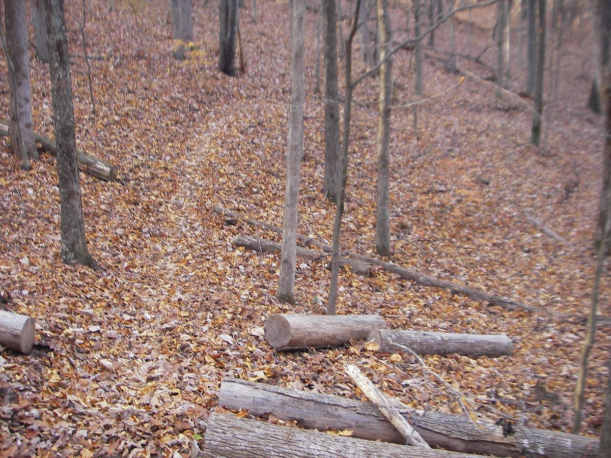 A forest trail covered with fallen leaves, flanked by trees and scattered logs, leading through a natural, autumn landscape. Montvale Trails mountain bike trail.