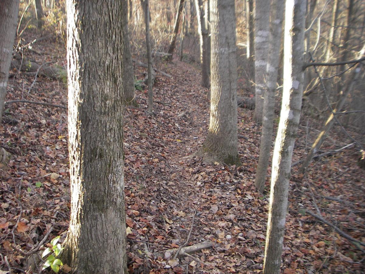 A narrow dirt path winding through a forest, flanked by tall trees with textured bark. The ground is covered in fallen autumn leaves, creating a natural carpet of colors. Sunlight filters through the branches, casting soft shadows on the trail. Montvale Trails mountain bike trail.