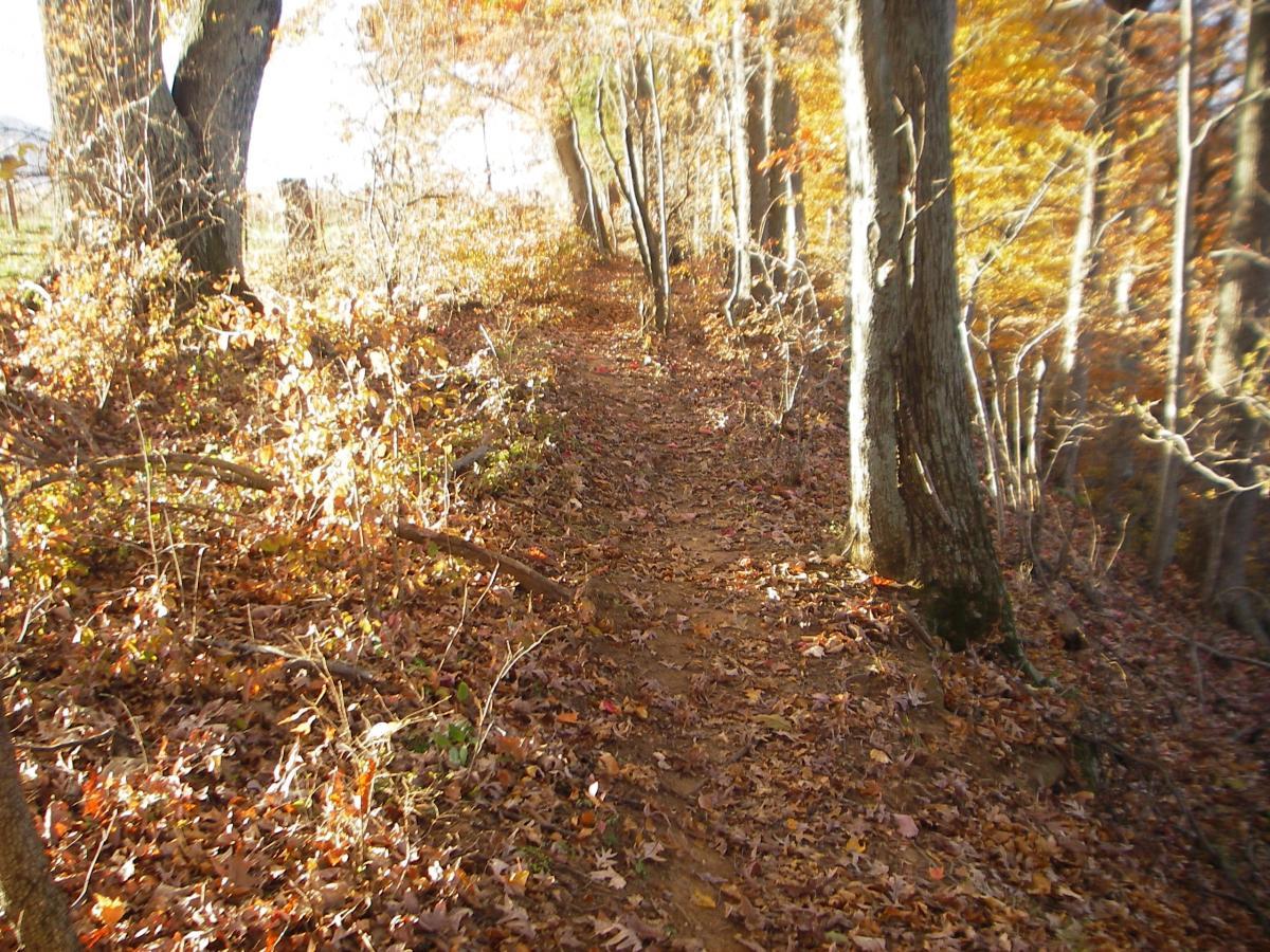 A narrow dirt path winding through a forest, lined with trees displaying autumn foliage. The ground is covered with fallen leaves in various shades of orange, yellow, and brown, creating a picturesque scene of a quiet nature trail. Montvale Trails mountain bike trail.