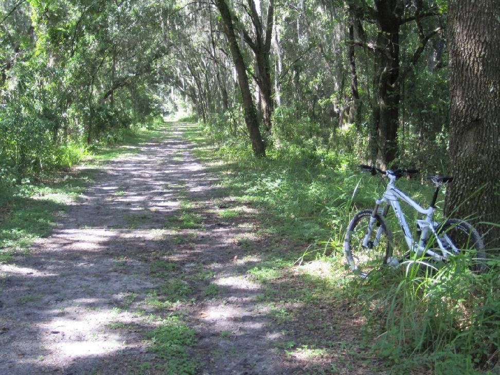 A serene dirt path lined with trees and greenery, with a white mountain bike resting on the right side. Sunlight filters through the tree canopy, creating a peaceful outdoor atmosphere perfect for cycling or walking. Sydney Dover Trails mountain bike trail.