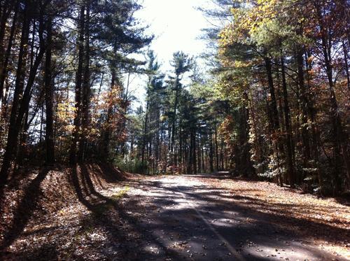 A serene forest scene featuring a winding dirt road surrounded by tall trees with autumn foliage. Sunlight filters through the trees, casting dappled shadows on the ground covered in fallen leaves. Overmountain Victory Trail mountain bike trail.