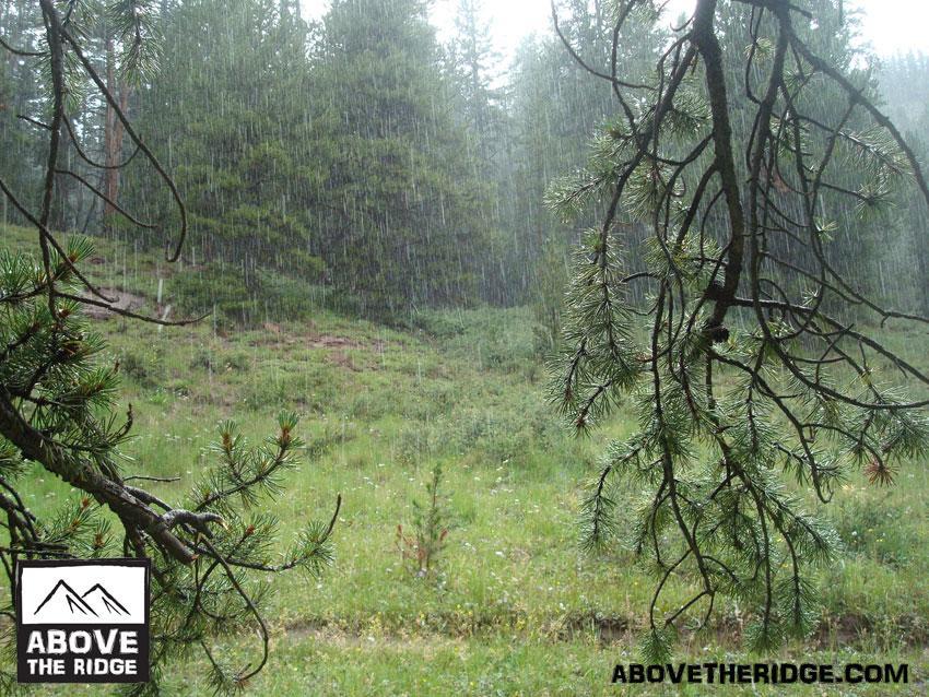 A forest scene during rainfall, featuring dense greenery and trees, with rain visibly falling through the branches. The lower section shows grass and plants in a natural, wet environment. Reno / Flag / Bear / Deadman Loop mountain bike trail.