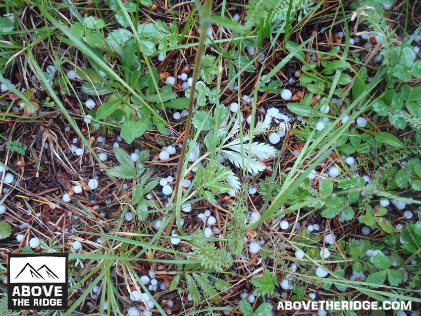 A ground view of a grassy area scattered with small white hailstones amidst green vegetation and fallen pine needles. Reno / Flag / Bear / Deadman Loop mountain bike trail.